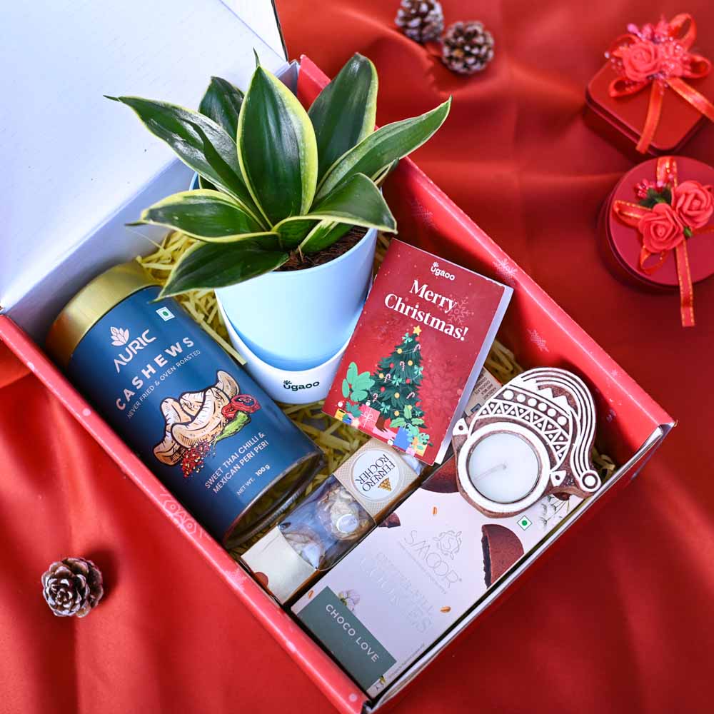 Snake Plant Christmas Gift Hamper