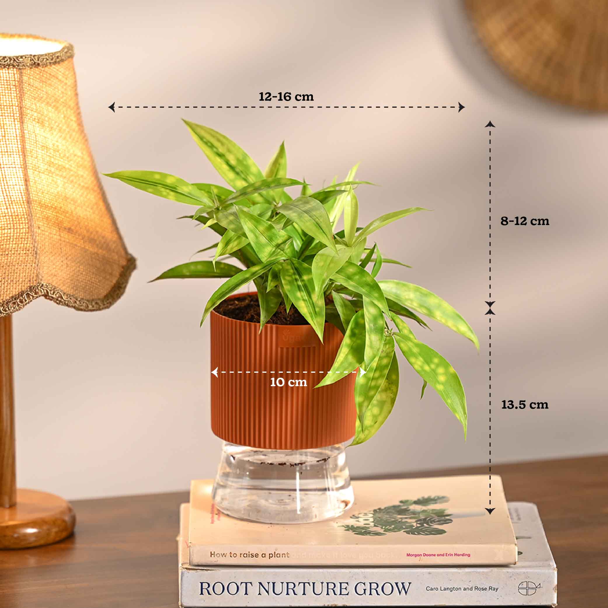 Combo of 4 Plant Set for Office Desk
