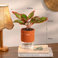 Combo of 4 Plant Set for Office Desk