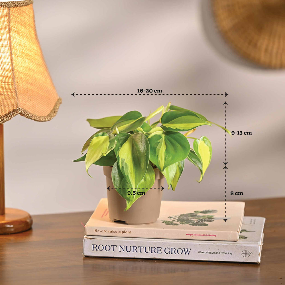 philodendron air purifier 6-Pack Max Oxygen & NASA Air Purifying Plants – Ugaoo
