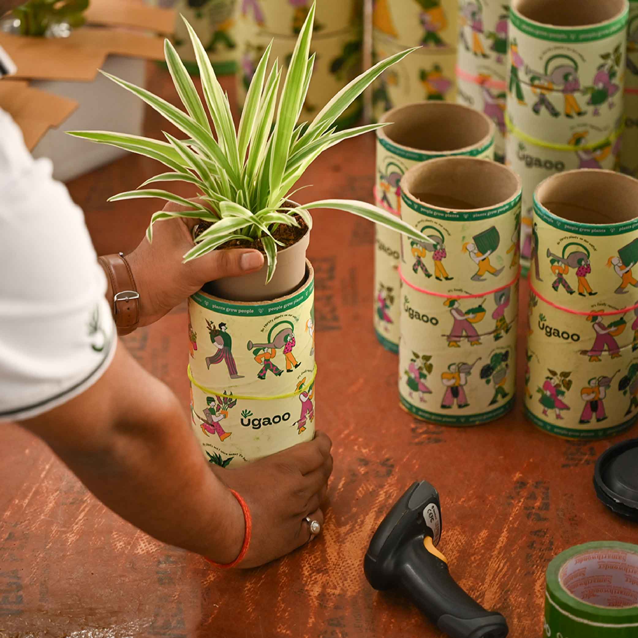 Set of 6 Air Purifying Indoor Plant Bundle