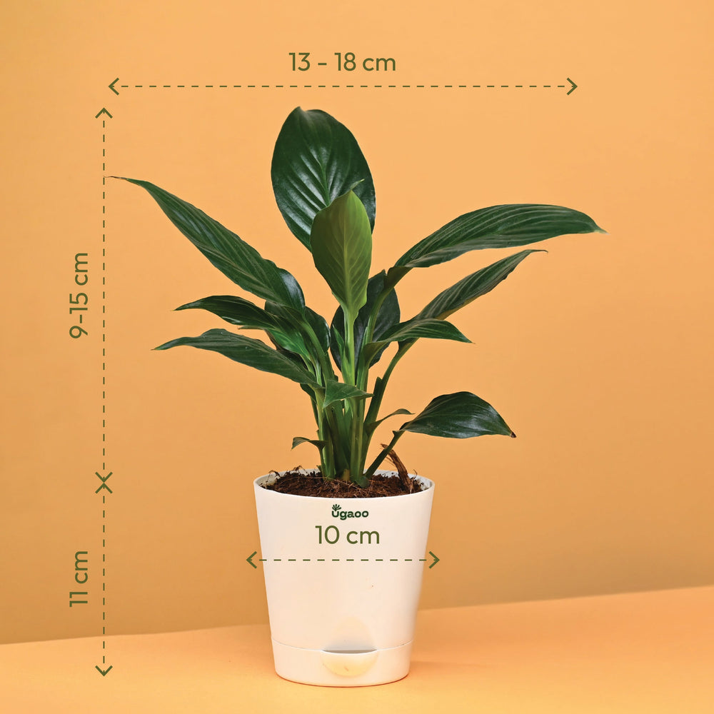 Rakhi Gift for Brother - Peace Lily Plant with Kalonji Seed Rakhi