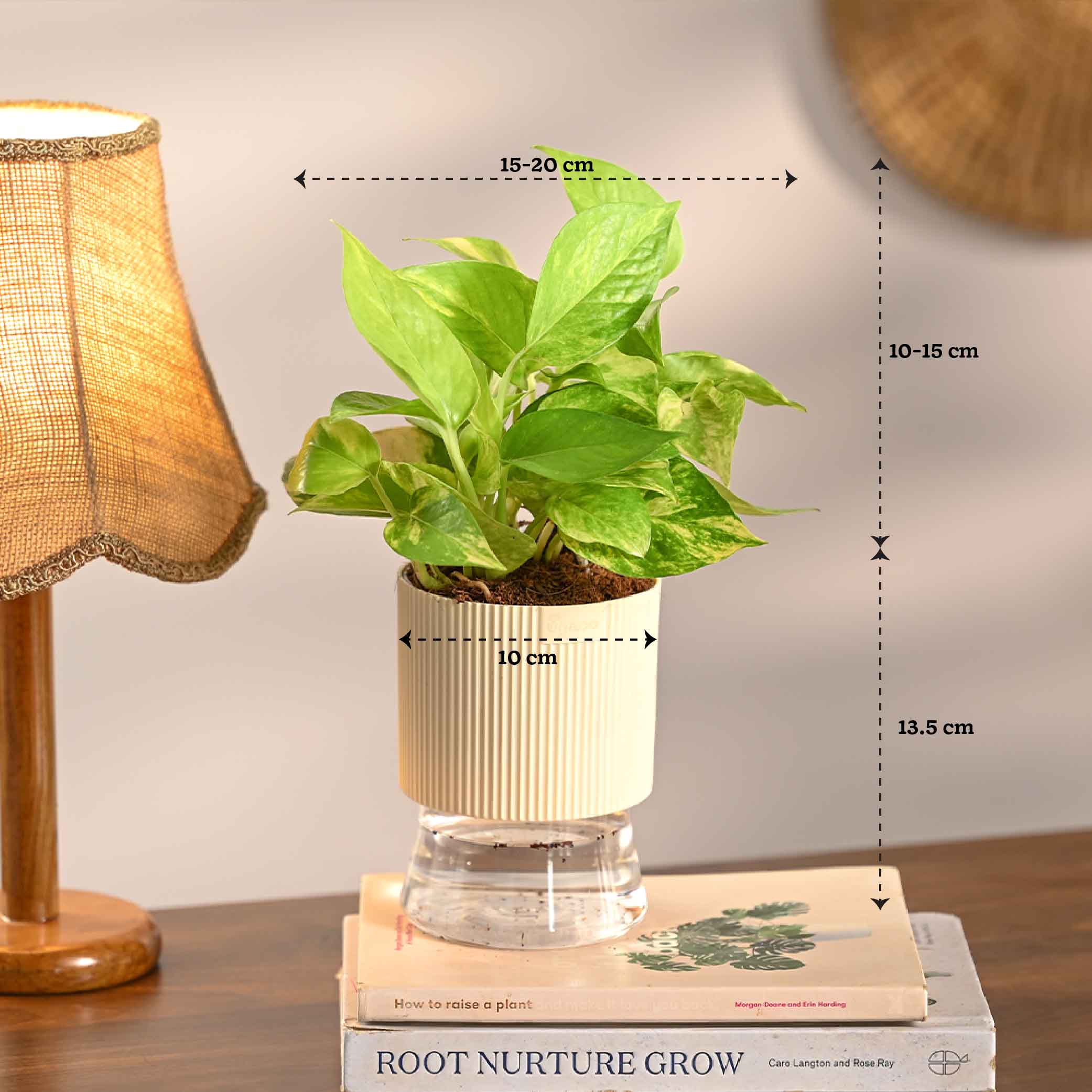 Pack of 4 Home Air Purifier Plant Bundle