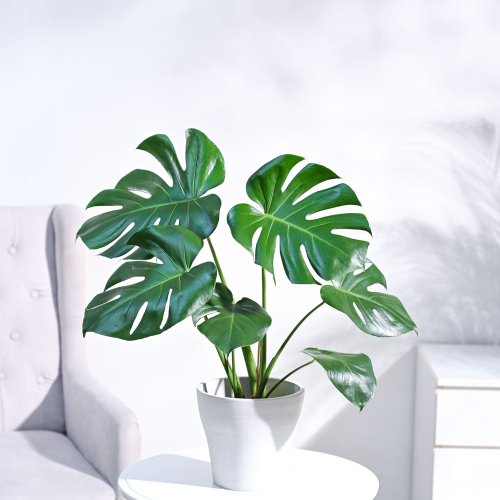 tanaman hias monstera