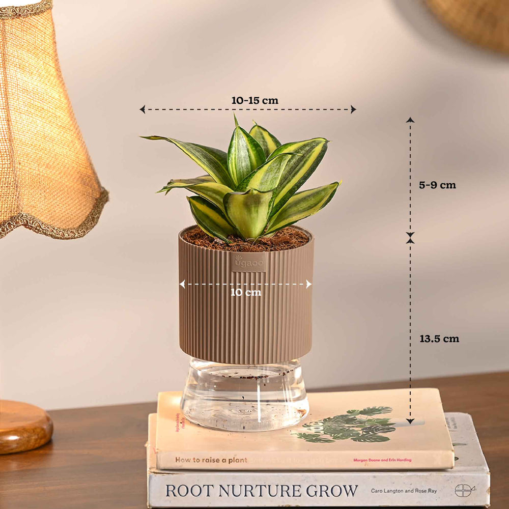 Set of 4 Indoor Plant Decor Bundle