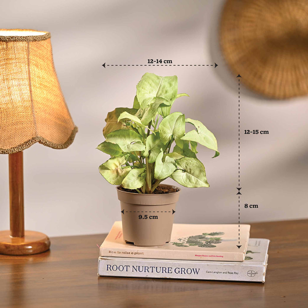 Pack of 4 Air Filter Plant Collection