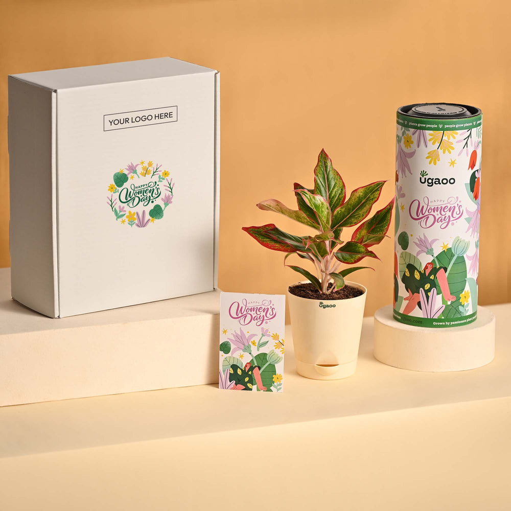 Bold &amp; Bloom – Women’s Day Celebration Hamper