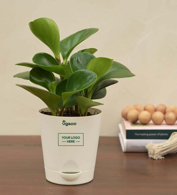 Peperomia Green Plant Corporate Gift Hamper