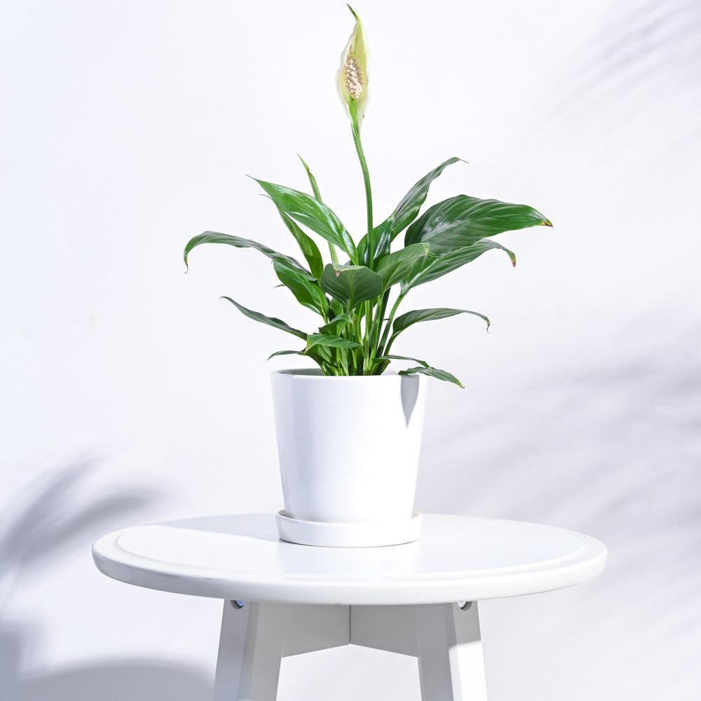 Table Top Ceramic Pot - White – Ugaoo