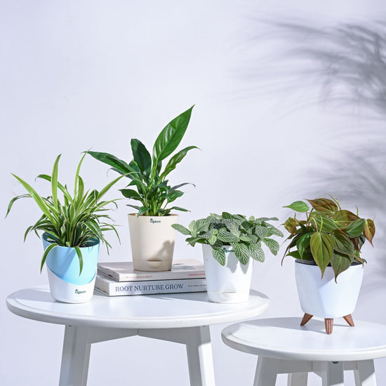 Mini Rainforest Indoor Plant Bundle