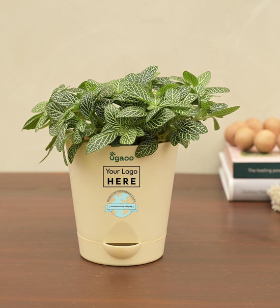 Fittonia Green Plant For Environment Day Gifting