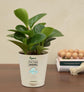 Peperomia Green Plant For Environment Day Gifting