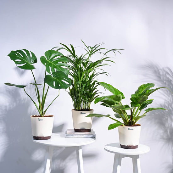Urban Jungle Indoor Plant Bundle