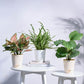 Indoor Jungle Indoor Plant Bundle