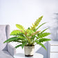 Philodendron Pluto Golden Plant