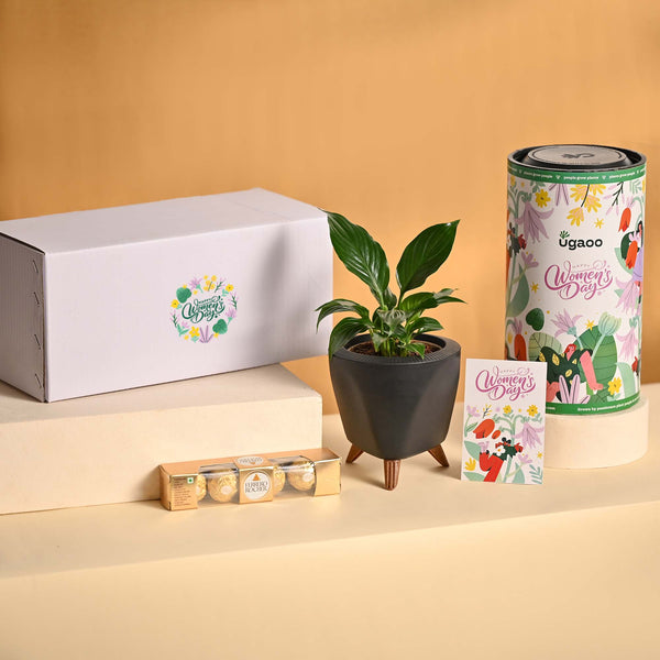 Grace & Growth – Women’s Day Plant & Chocolate Hamper