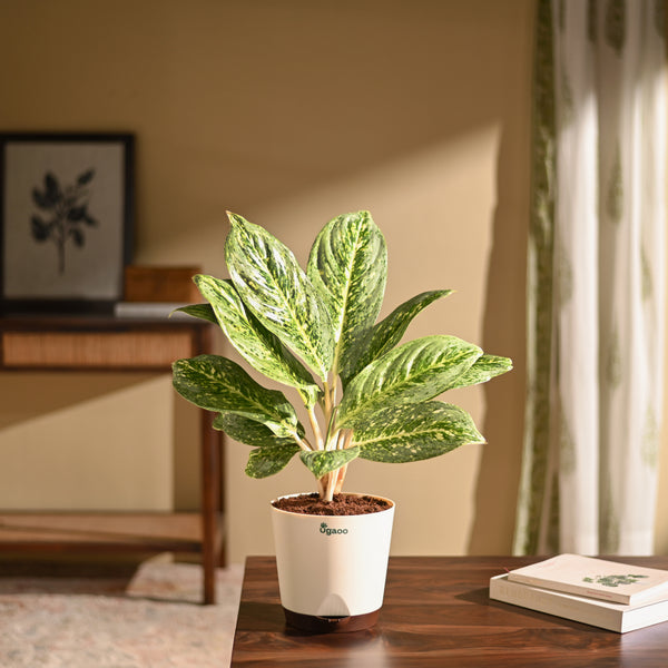 Aglaonema Butterfly Plant - Large