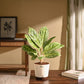 Aglaonema Butterfly Plant - Large