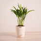 Areca Palm Plant with Self Watering Pot