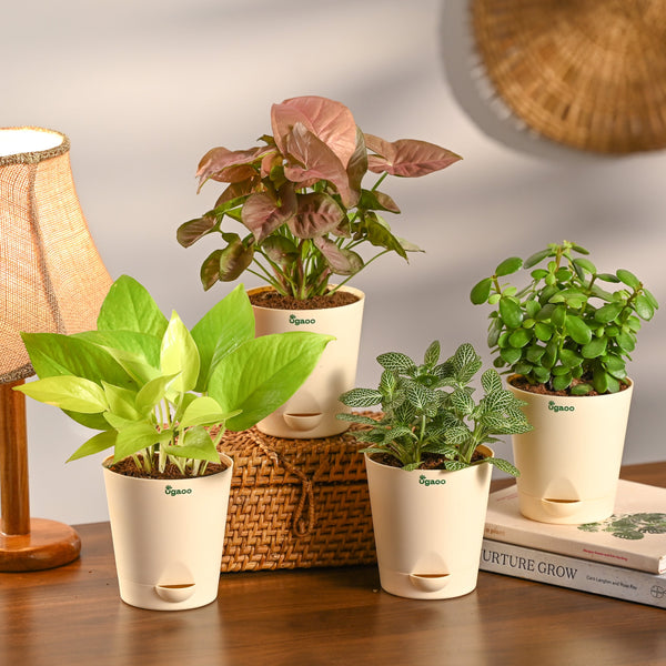 Combo of 4 Stylish Plant Set for Office Desk