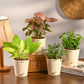 Combo of 4 Stylish Plant Set for Office Desk