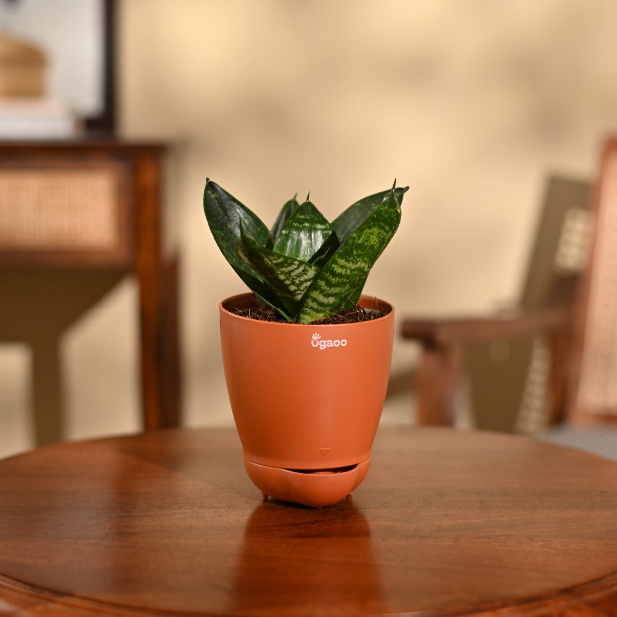 Snake Plant - Green