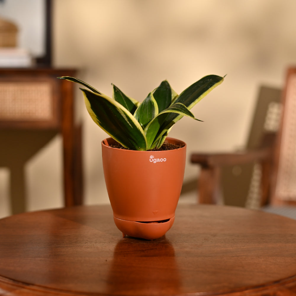 Snake Plant - Golden