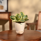 Peperomia Variegated Plant