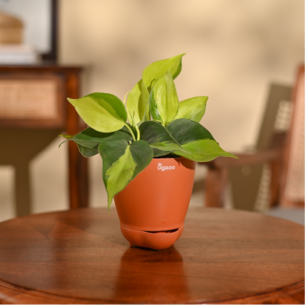 Philodendron Brasil Plant