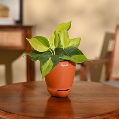 Philodendron Brasil Plant