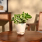 Money Plant N&