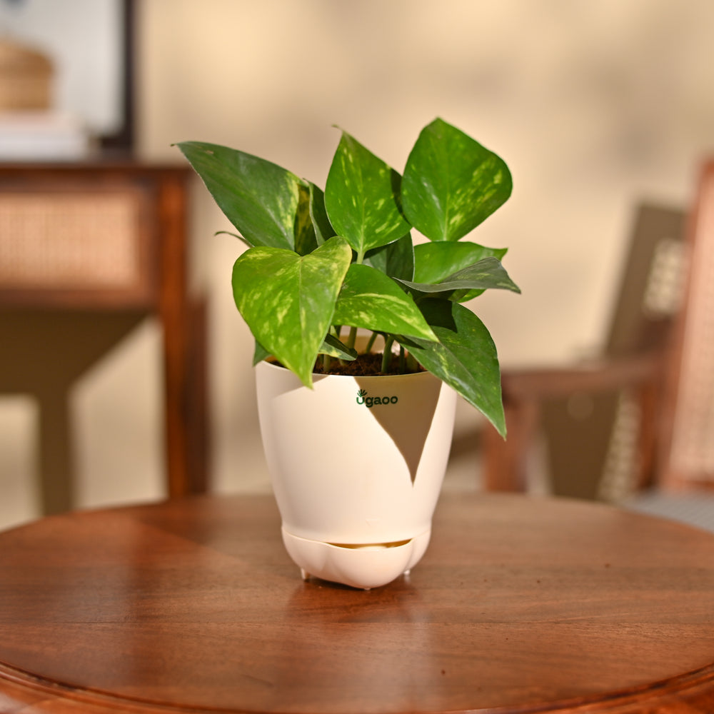 Money Plant Variegated