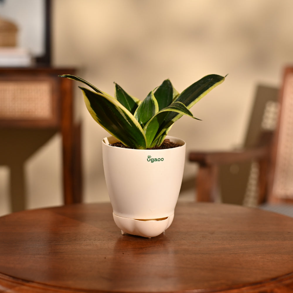 Snake Plant - Golden