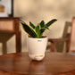 Snake Plant - Golden