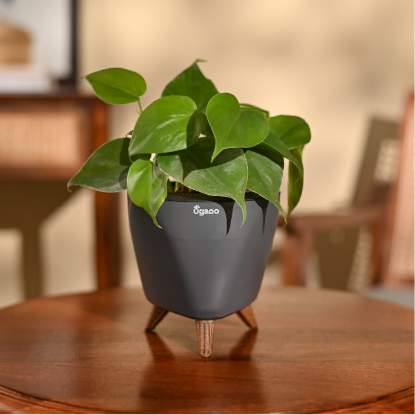 NUPL0022LGY