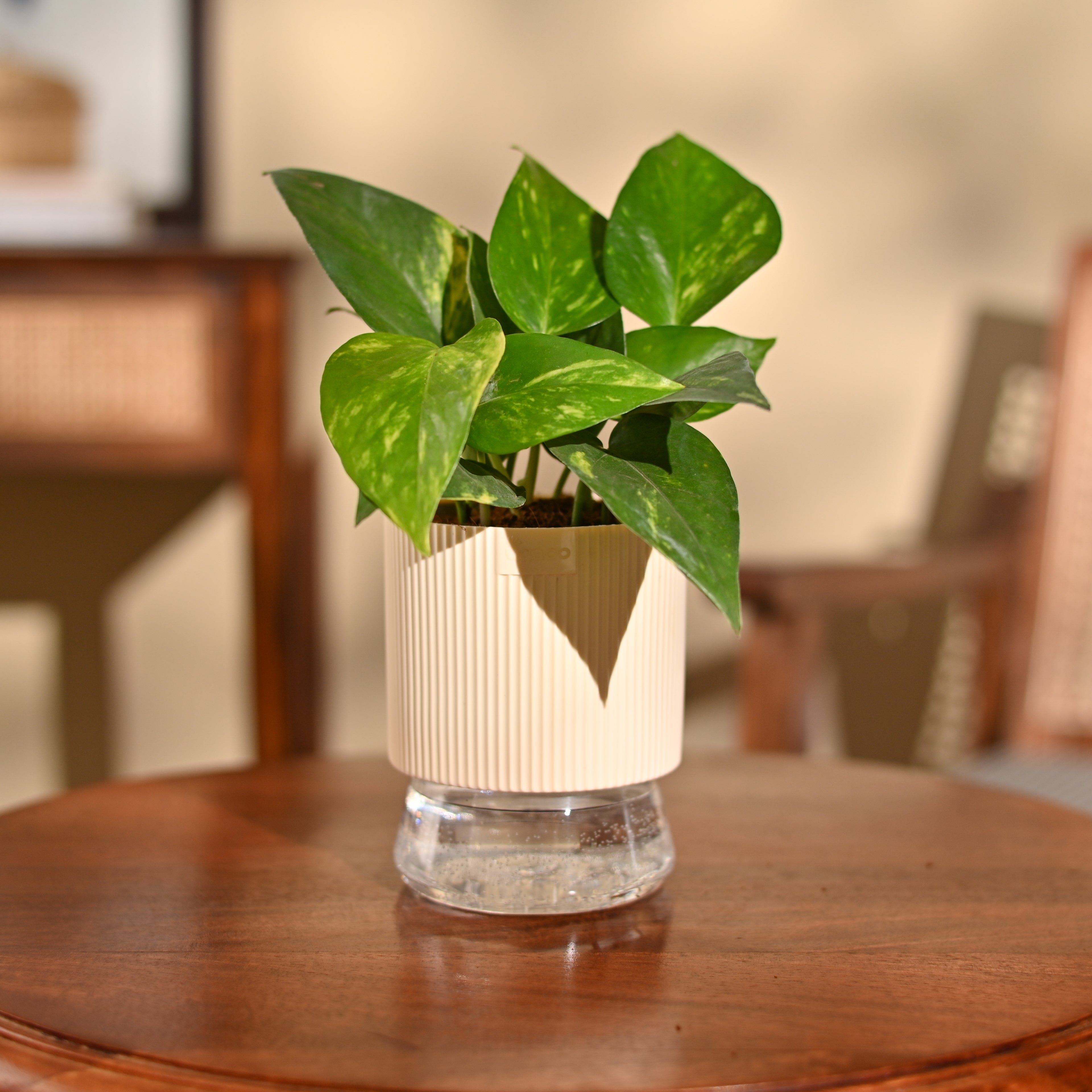 Money Plant Variegated