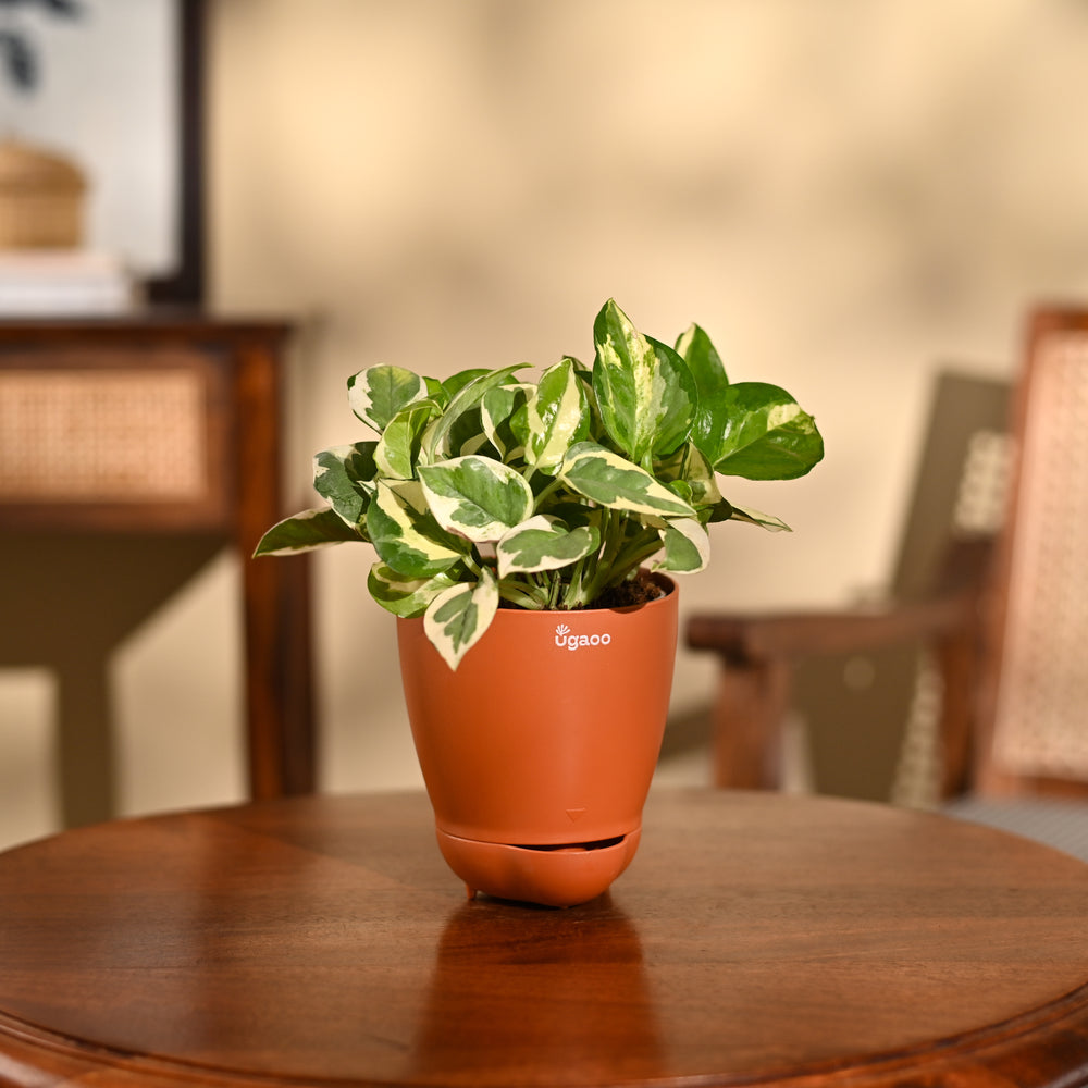 Money Plant N&