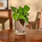 Money Plant Variegated