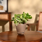 Money Plant N&