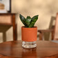 Snake Plant - Green