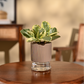 Peperomia Variegated Plant