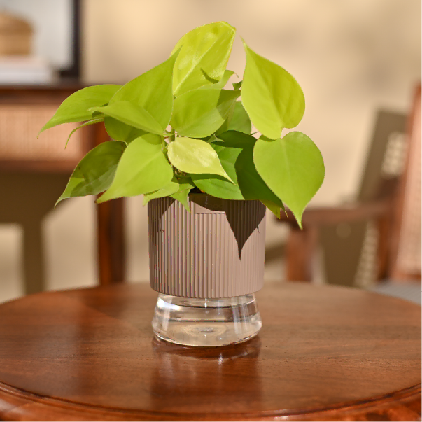 Philodendron Oxycardium Golden Plant