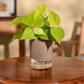 Philodendron Oxycardium Golden Plant