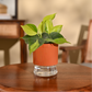 Philodendron Brasil Plant