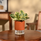 Peperomia Variegated Plant