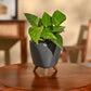 Money Plant Variegated