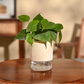 Philodendron Oxycardium Green Plant