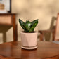 Snake Plant - Green