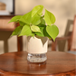 Philodendron Oxycardium Golden Plant