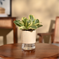 Peperomia Variegated Plant
